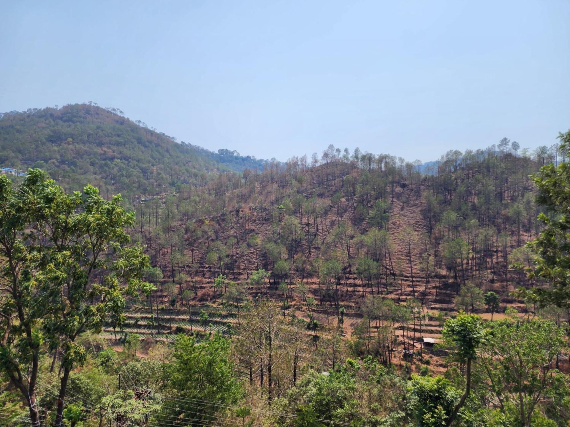 Hotel Royal Ark - Kasauli Eksteriør bilde